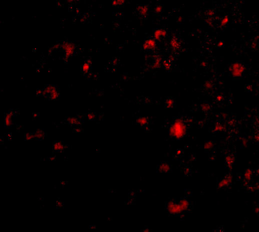 AMBRA1 Antibody in Immunocytochemistry (ICC/IF)