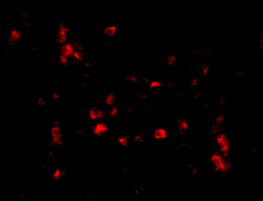 Cathelicidin Antibody in Immunocytochemistry (ICC/IF)