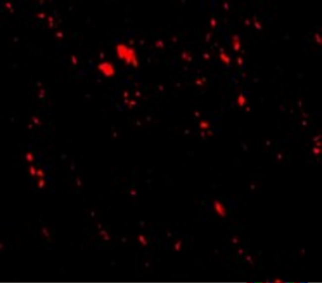 LIMP2 Antibody in Immunohistochemistry (IHC)