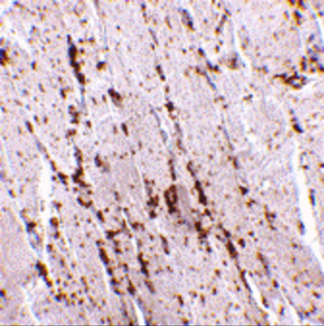 LIMP2 Antibody in Immunohistochemistry (IHC)