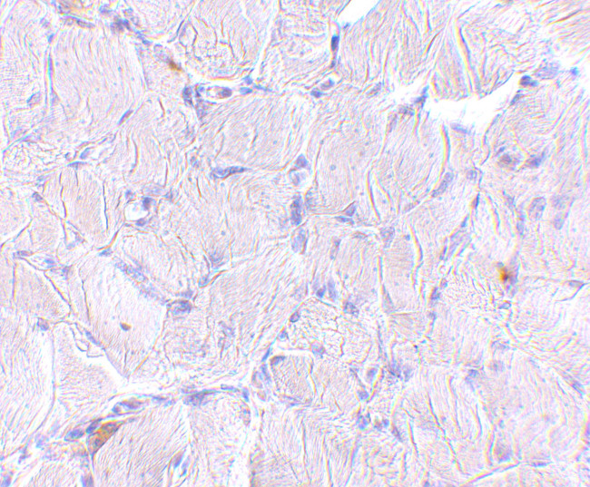 LIMP2 Antibody in Immunohistochemistry (IHC)