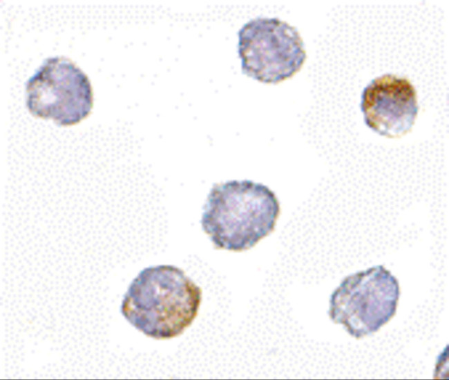 GRTP1 Antibody in Immunocytochemistry (ICC/IF)