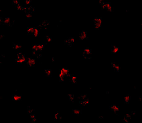 GRTP1 Antibody in Immunocytochemistry (ICC/IF)