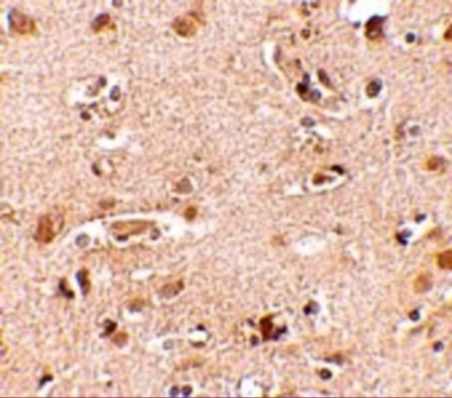 NANOS2 Antibody in Immunohistochemistry (IHC)