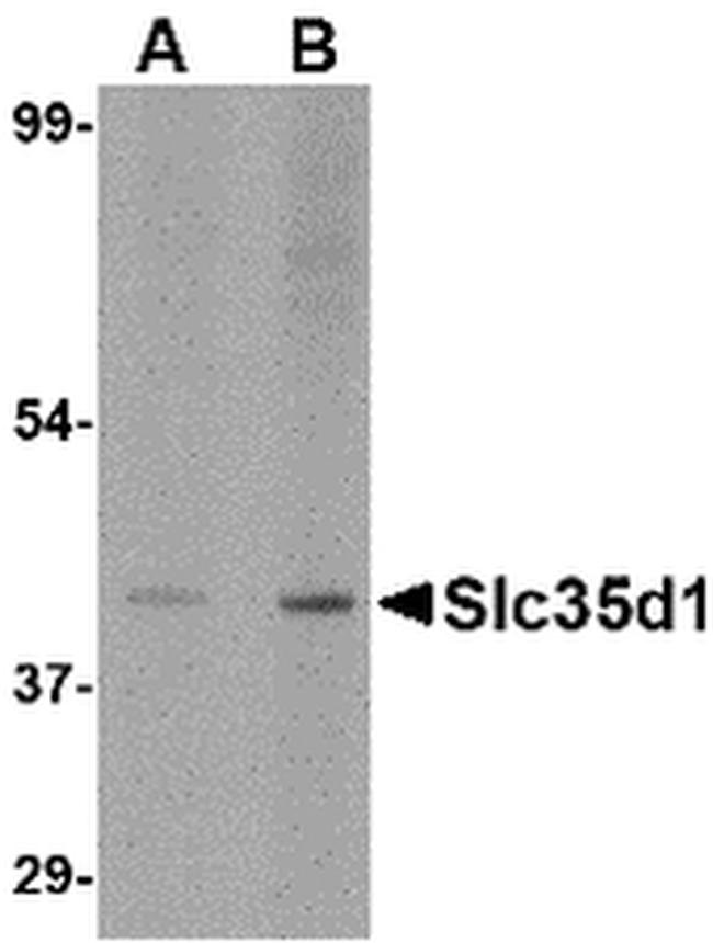 SLC35D1 Antibody in Western Blot (WB)