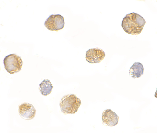 BICD1 Antibody in Immunocytochemistry (ICC/IF)