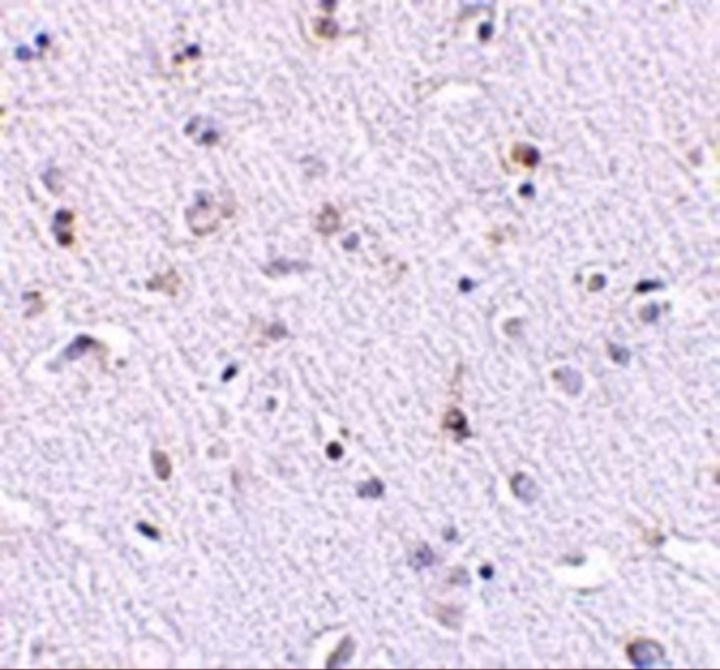 NANOS1 Antibody in Immunohistochemistry (IHC)