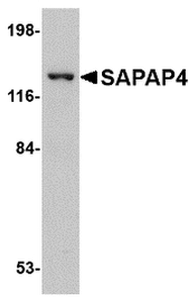 SAPAP4 Antibody in Western Blot (WB)