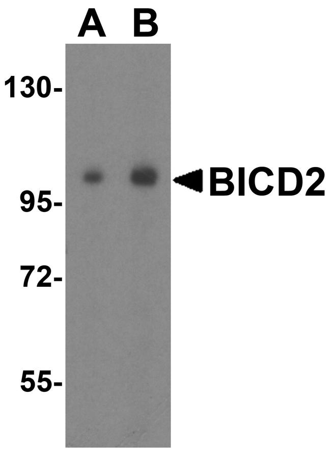 BICD2 Antibody in Western Blot (WB)