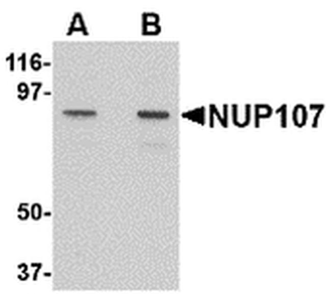 NUP107 Antibody in Western Blot (WB)