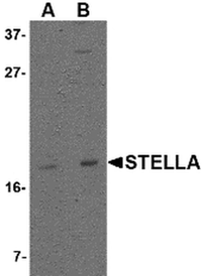 Stella Antibody in Western Blot (WB)