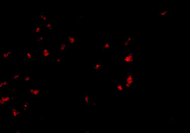 OVGP1 Antibody in Immunocytochemistry (ICC/IF)