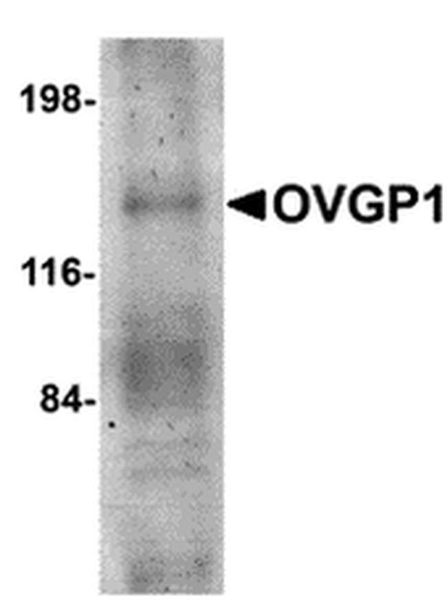 OVGP1 Antibody in Western Blot (WB)