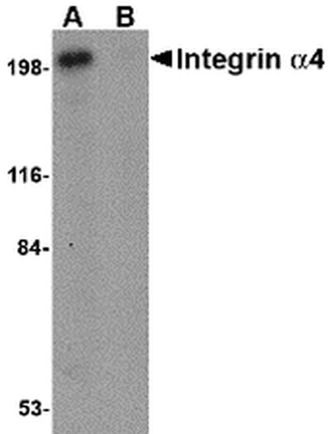 ITGA4 Antibody in Western Blot (WB)