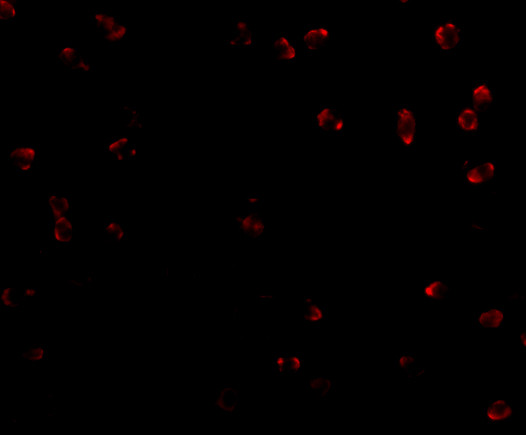 ITGA4 Antibody in Immunocytochemistry (ICC/IF)