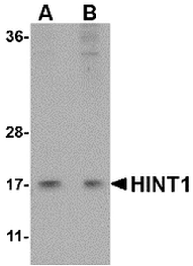 HINT1 Antibody in Western Blot (WB)