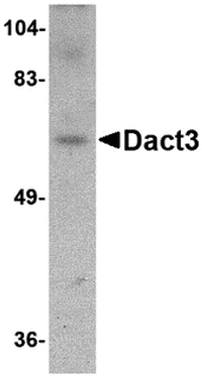 DACT3 Antibody in Western Blot (WB)