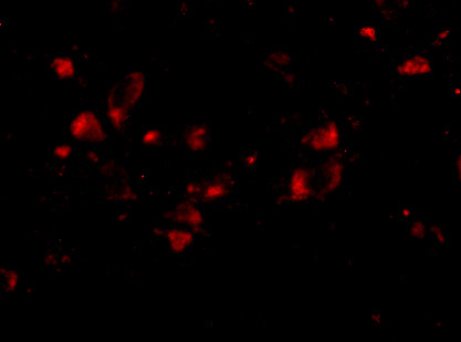 JPH4 Antibody in Immunocytochemistry (ICC/IF)