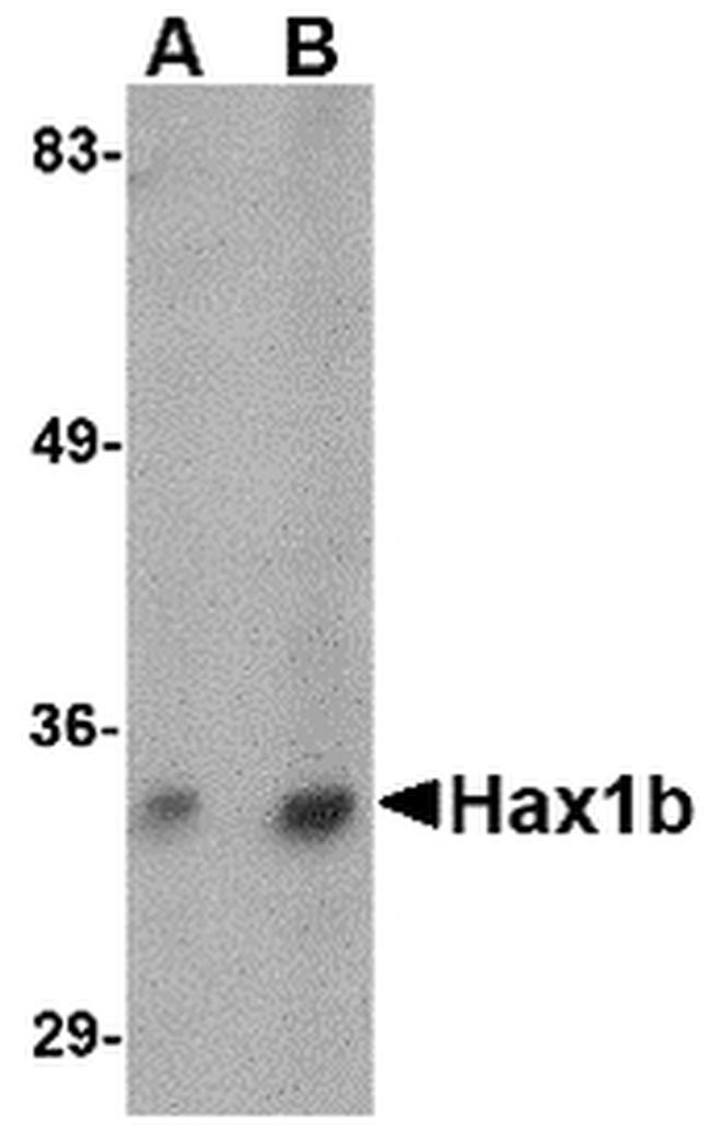 HAX1b Antibody in Western Blot (WB)