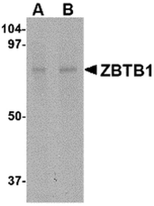 ZBTB1 Antibody in Western Blot (WB)