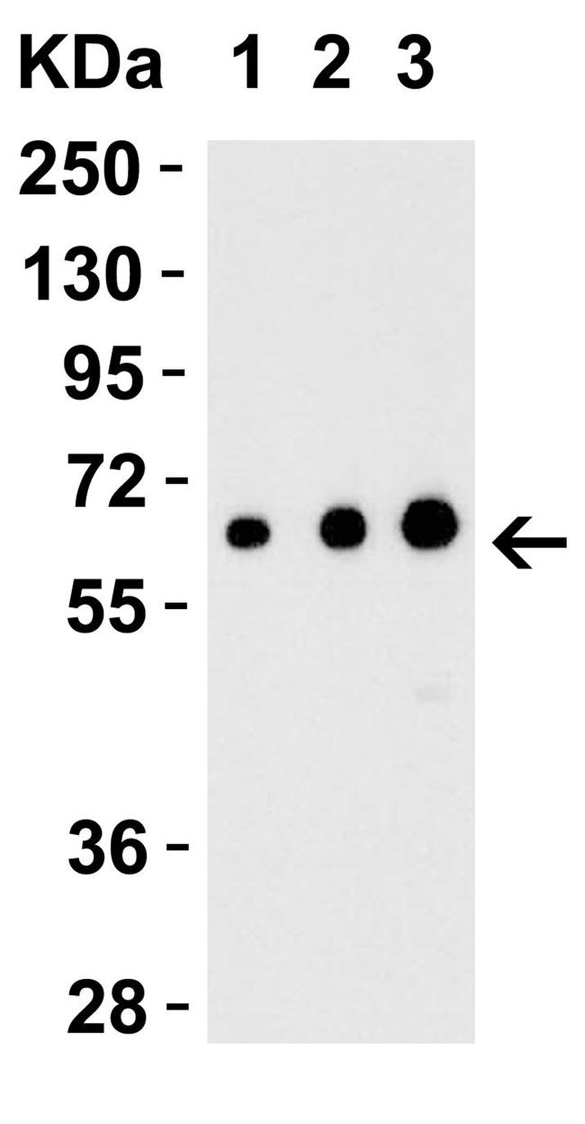 EBI3 Antibody in Western Blot (WB)