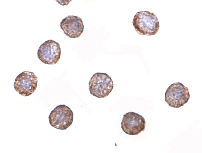 RNAse H2A Antibody in Immunocytochemistry (ICC/IF)