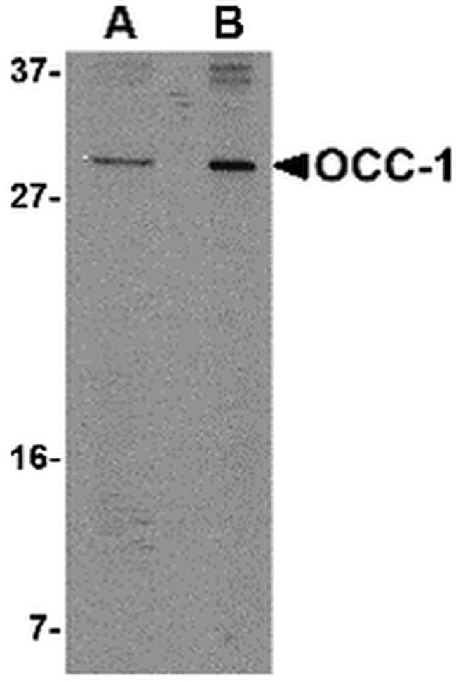 OCC1 Antibody in Western Blot (WB)