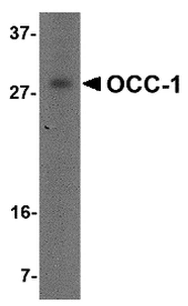 OCC1 Antibody in Western Blot (WB)