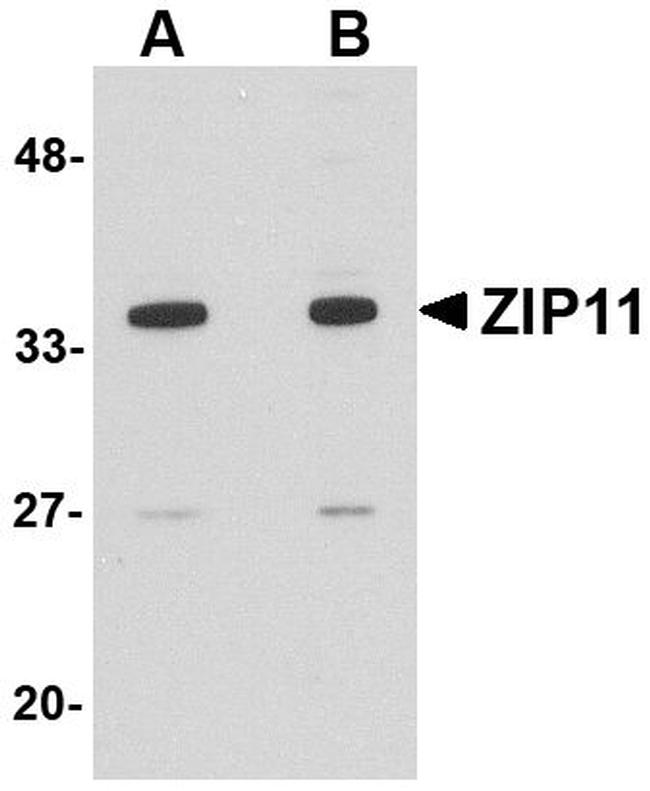 ZIP11 Antibody in Western Blot (WB)