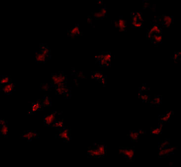 GNPDA1 Antibody in Immunocytochemistry (ICC/IF)