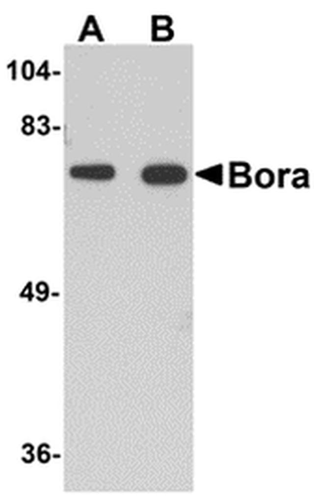 Bora Antibody in Western Blot (WB)