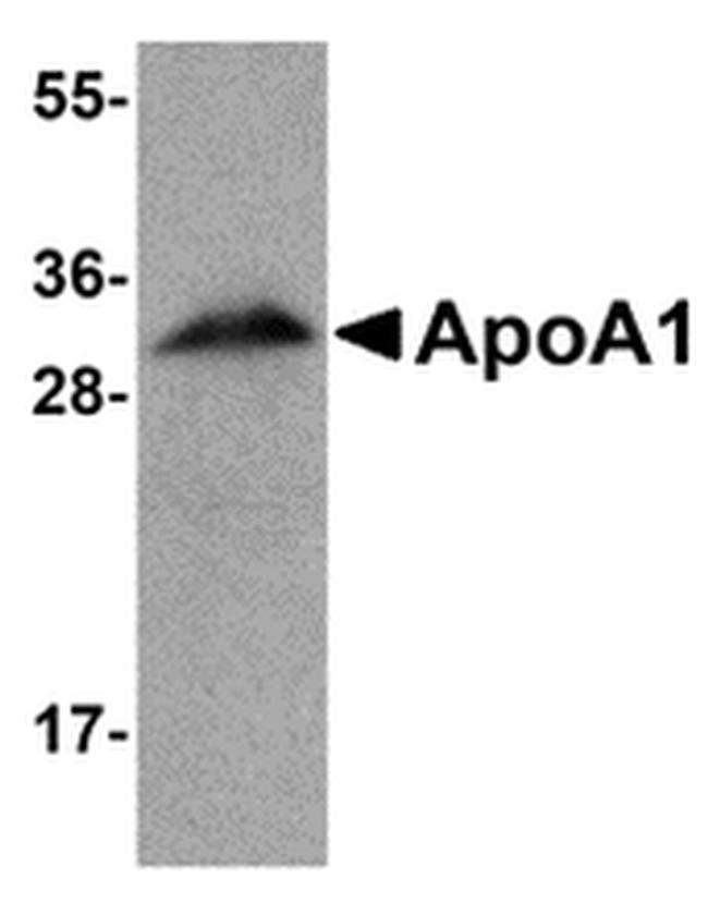 ApoA1 Antibody in Western Blot (WB)