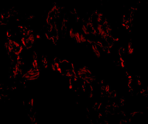 TNFAIP3 Antibody in Immunocytochemistry (ICC/IF)