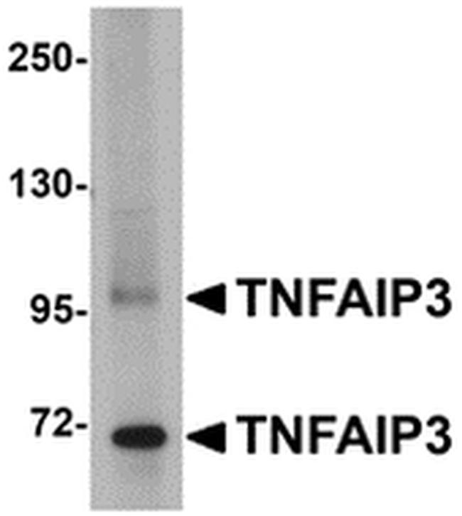 TNFAIP3 Antibody in Western Blot (WB)