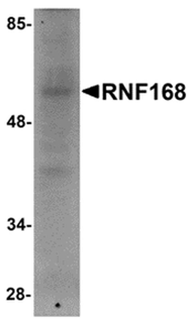 RNF168 Antibody in Western Blot (WB)