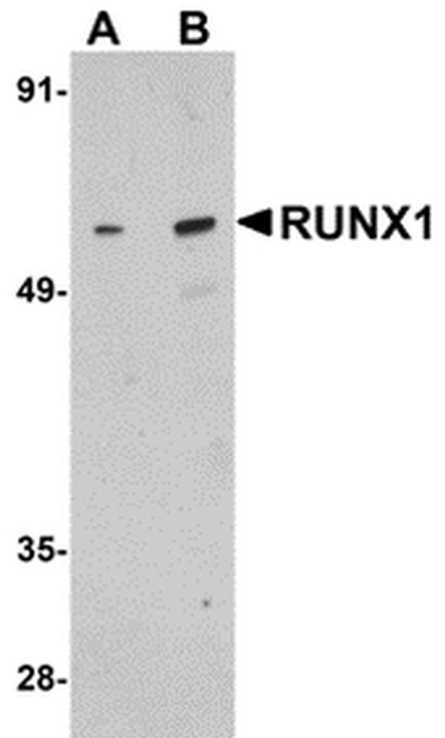 RUNX1 Antibody in Western Blot (WB)