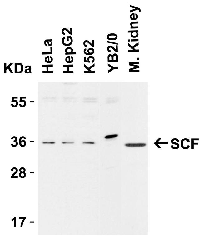 SCF Antibody in Western Blot (WB)