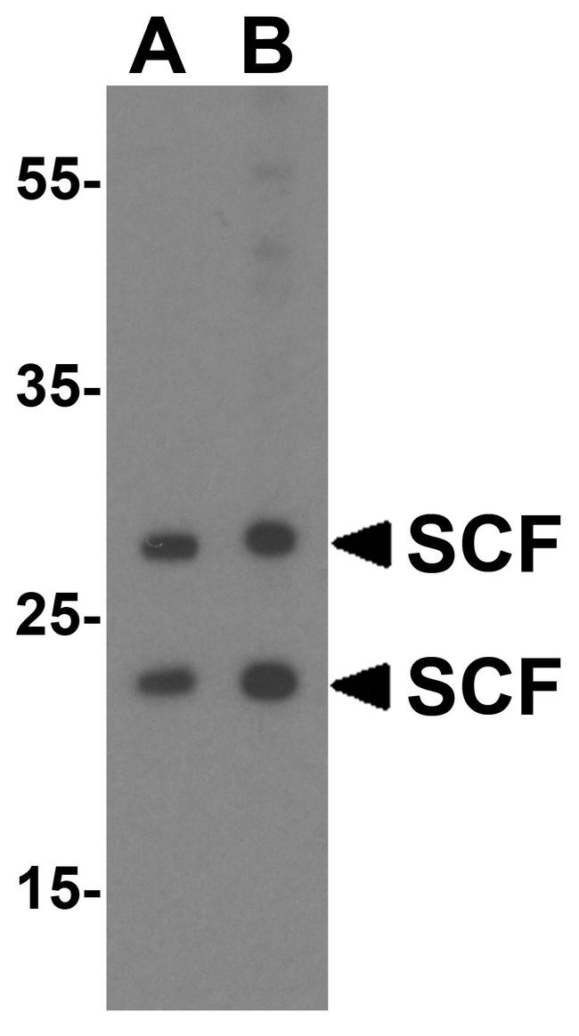 SCF Antibody in Western Blot (WB)