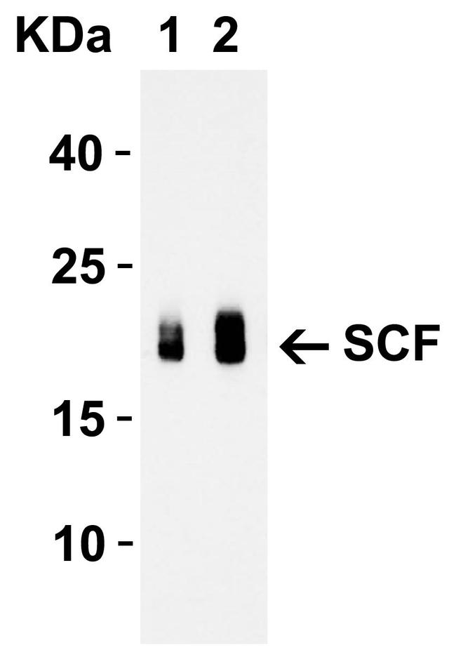 SCF Antibody in Western Blot (WB)