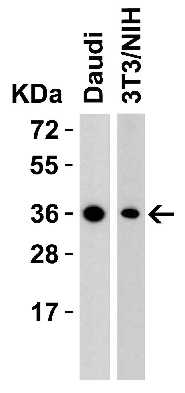 RSPO1 Antibody in Western Blot (WB)