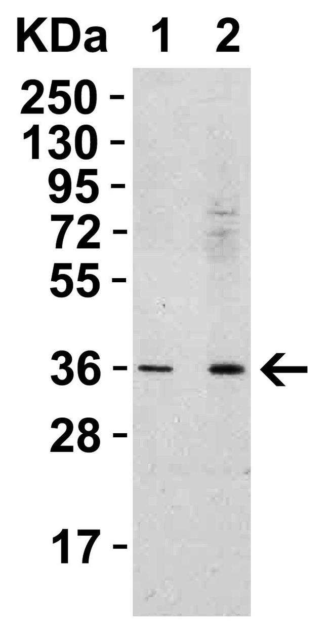 RSPO1 Antibody in Western Blot (WB)