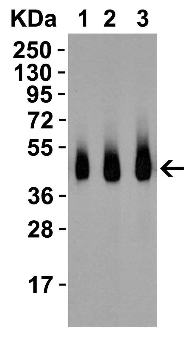 RSPO1 Antibody in Western Blot (WB)