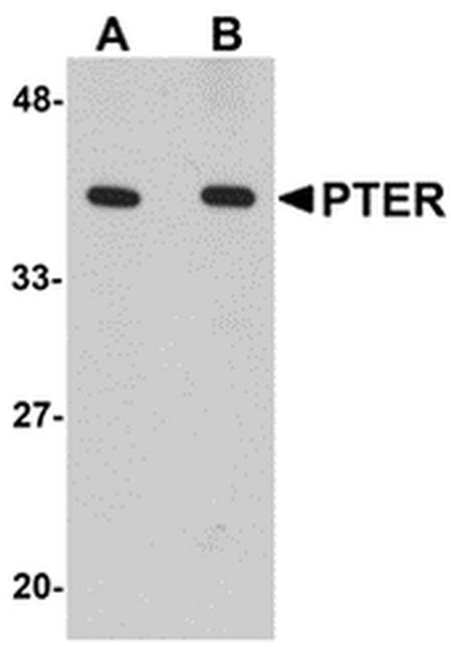 PTER Antibody in Western Blot (WB)