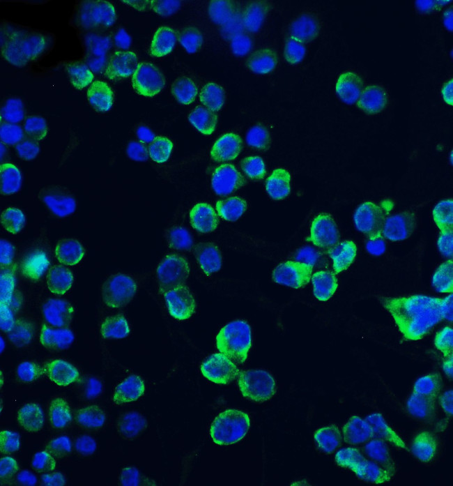 Claudin 1 Antibody in Immunocytochemistry (ICC/IF)