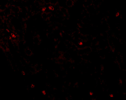 Occludin Antibody in Immunohistochemistry (IHC)