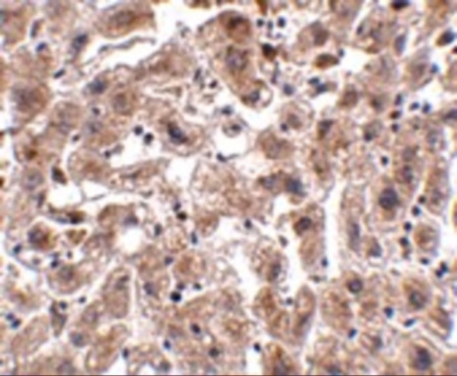 Occludin Antibody in Immunohistochemistry (IHC)