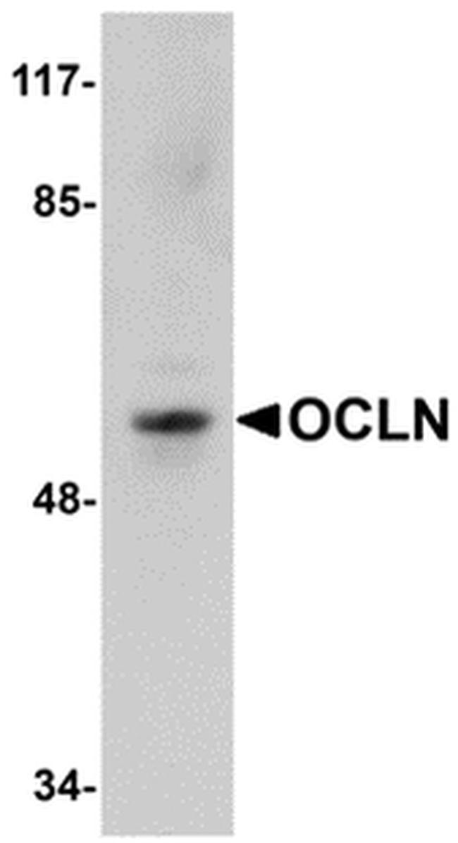 Occludin Antibody in Western Blot (WB)