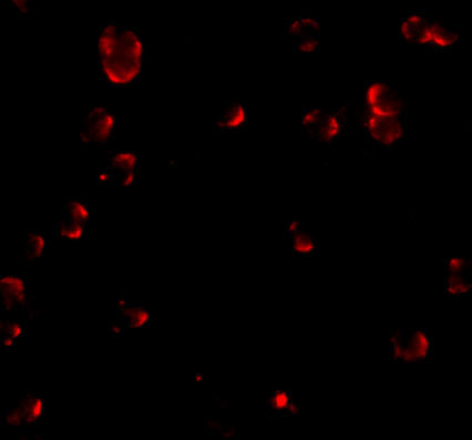 Fibulin 3 Antibody in Immunocytochemistry (ICC/IF)