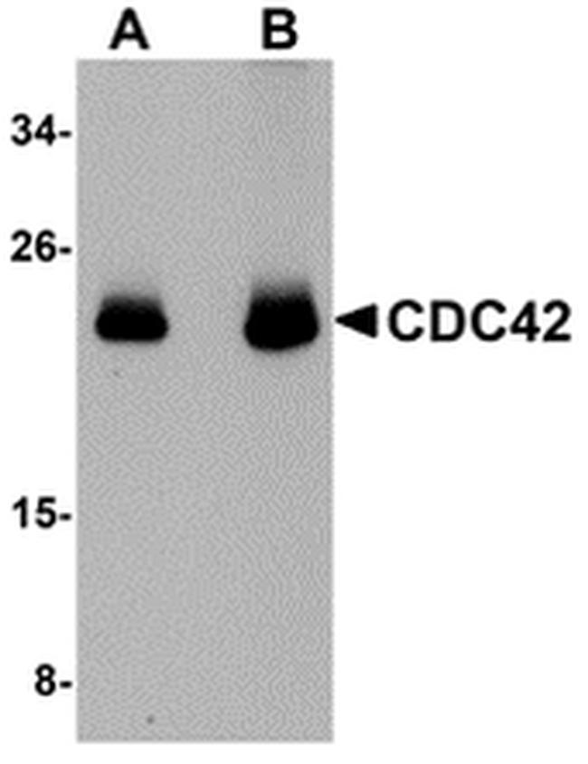 Cdc42 Antibody in Western Blot (WB)