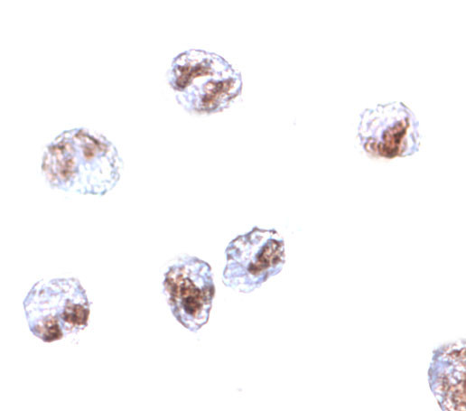 SCARA5 Antibody in Immunocytochemistry (ICC/IF)